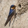 Cliff Swallow
