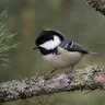 Coal Tit