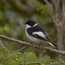 Collared Flycatcher