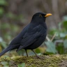 Common Blackbird