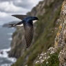Common House-Martin