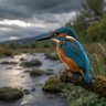 Common Kingfisher
