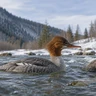 Common Merganser