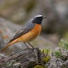 Common Redstart