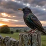 Common Starling