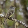 Cordilleran Flycatcher
