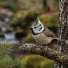 Crested Tit