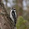 Downy Woodpecker