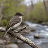 Eastern Phoebe