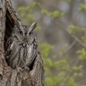 Eastern Screech-Owl