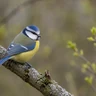 Eurasian Blue Tit