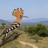 Eurasian Hoopoe