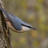 Eurasian Nuthatch