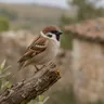 Eurasian Tree Sparrow