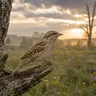 Eurasian Wryneck