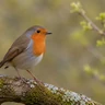 European Robin