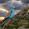 European Roller