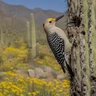 Golden-fronted Woodpecker