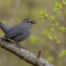 Gray Catbird