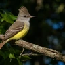Great Crested Flycatcher