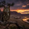 Great Horned Owl
