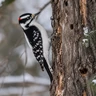 Hairy Woodpecker