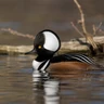 Hooded Merganser