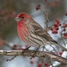 House Finch