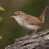 House Wren