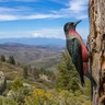 Lewis's Woodpecker