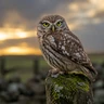 Little Owl
