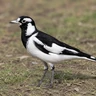 Magpie-lark