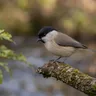 Marsh Tit