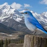 Mountain Bluebird