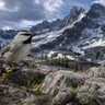 Mountain Chickadee
