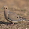Mourning Dove