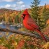 Northern Cardinal