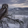 Northern Hawk Owl