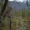 Northern Pygmy-Owl