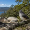 Oak Titmouse
