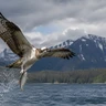 Osprey