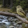Pacific-slope Flycatcher