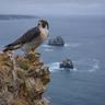Peregrine Falcon
