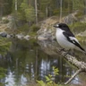 Pied Flycatcher