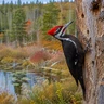 Pileated Woodpecker