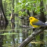 Prothonotary Warbler