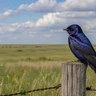 Purple Martin