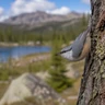 Pygmy Nuthatch