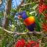 Rainbow Lorikeet