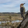 Red-bellied Woodpecker